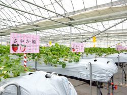 ICHIGO ZANMAI 南アルプス市 遊ぶ学ぶ 3