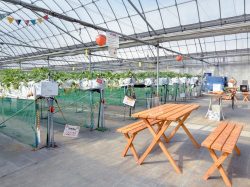 佐野農園 甲州市 観光農園・フルーツ狩り 3