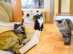 猫カフェ Hako bu neco 昭和町 猫カフェ 3