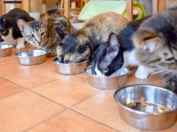 猫カフェ Hako bu neco 昭和町 猫カフェ 4