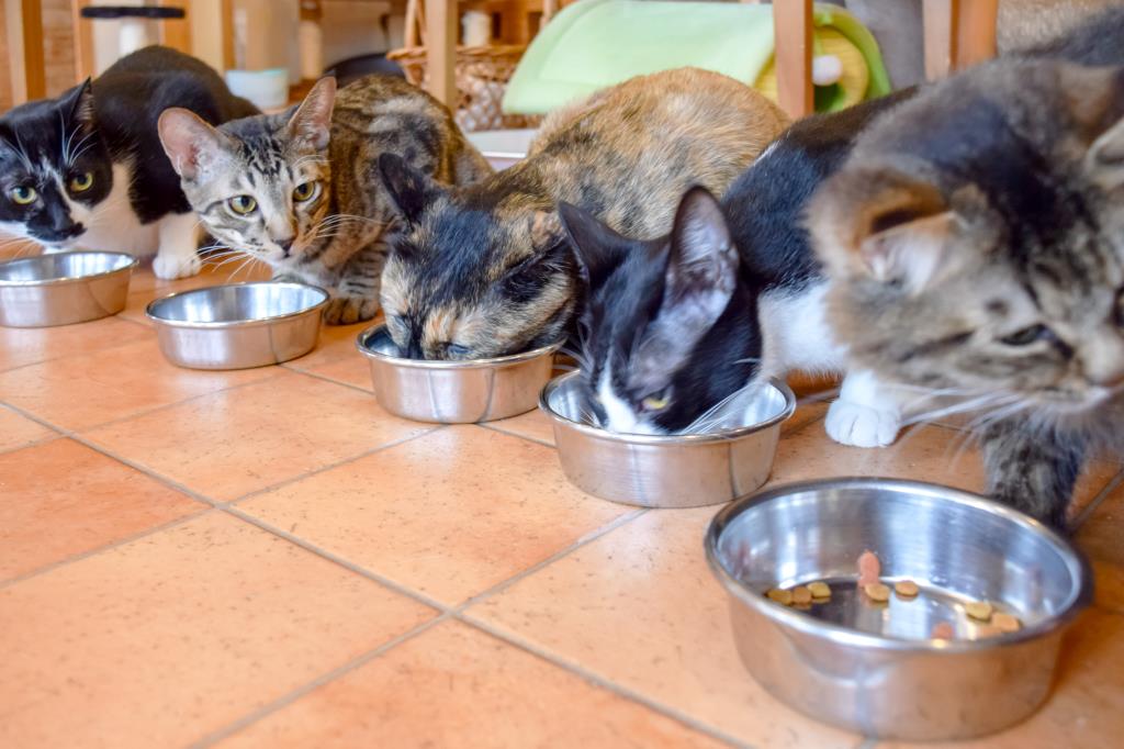 猫カフェ Hako bu neco 昭和町 猫カフェ 4