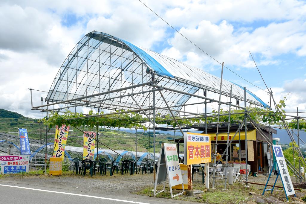 宮本農園 山梨市 観光農園・フルーツ狩り 1