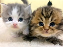 ペットショップ ケンケン 甲斐市 ペットショップ 1