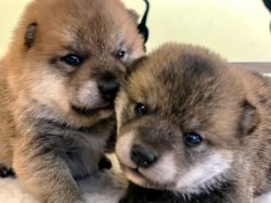 ペットショップ ケンケン 甲斐市 ペットショップ 4