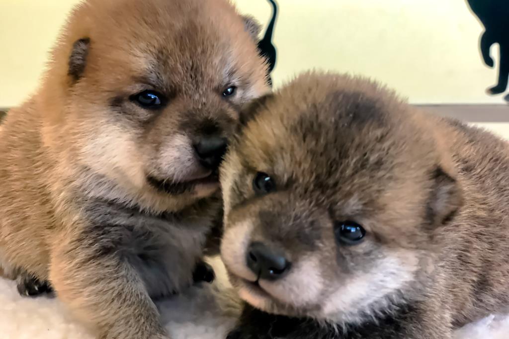 ペットショップ ケンケン 甲斐市 ペットショップ 4