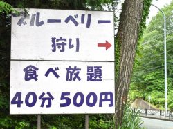 ブルーベリー摘み取り体験 大木原地区 鳴沢村 観光農園・フルーツ狩り 1