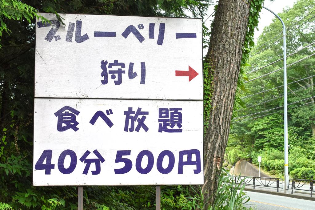 ブルーベリー摘み取り体験 大木原地区 鳴沢村 観光農園・フルーツ狩り 1