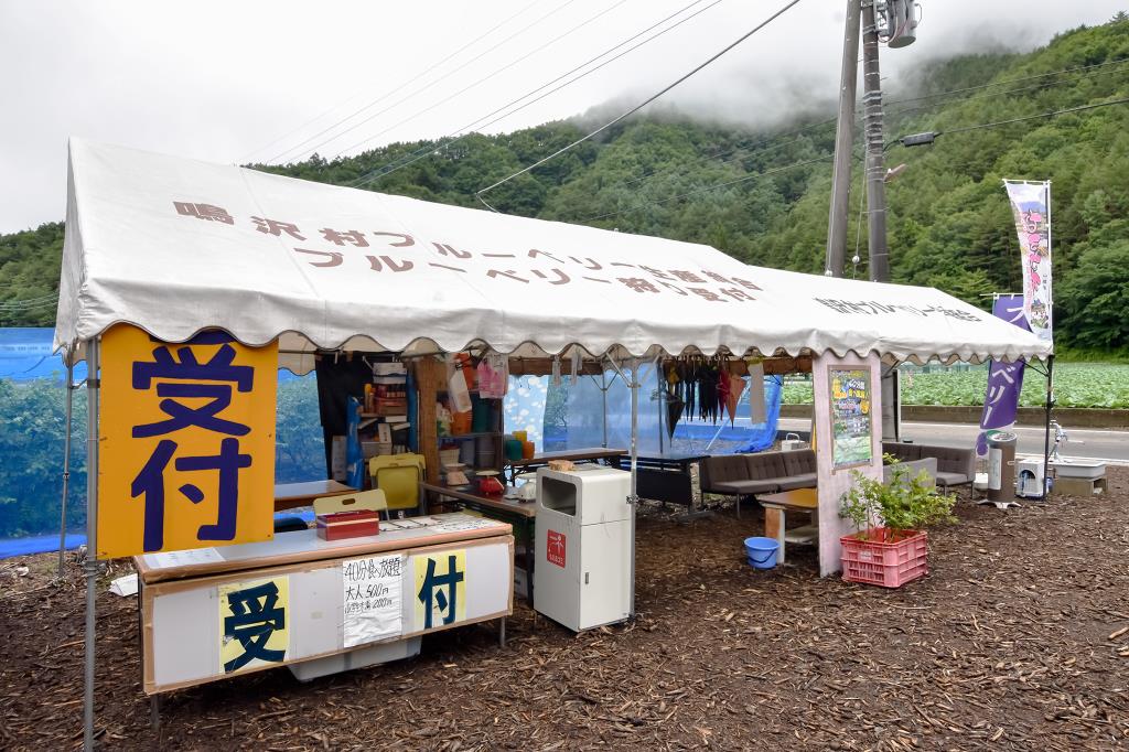 ブルーベリー摘み取り体験 大木原地区 鳴沢村 観光農園・フルーツ狩り 2