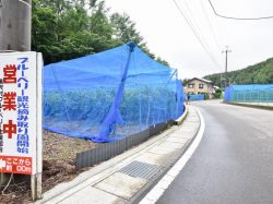 ブルーベリー摘み取り体験 大木原地区 鳴沢村 観光農園・フルーツ狩り 3