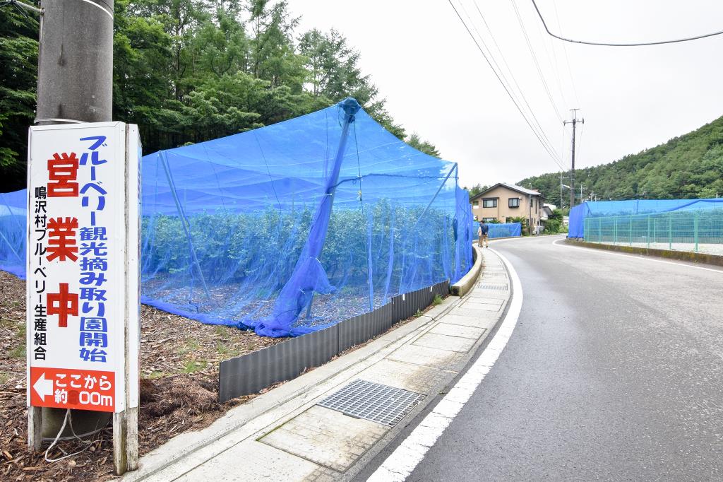 ブルーベリー摘み取り体験 大木原地区 鳴沢村 観光農園・フルーツ狩り 3