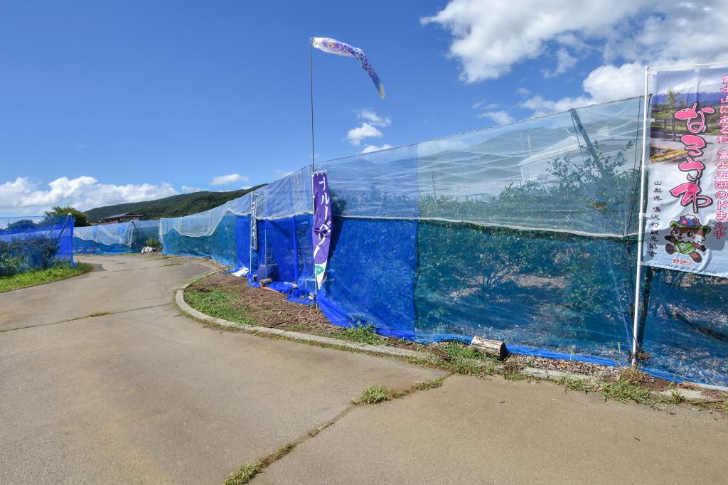 ブルーベリー摘み取り体験 砂細地区 鳴沢村 観光農園・フルーツ狩り 1