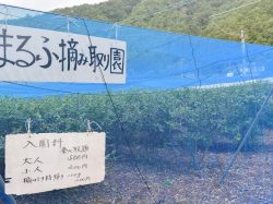 渡辺まるふ摘み取り園 鳴沢村 観光農園・フルーツ狩り 5