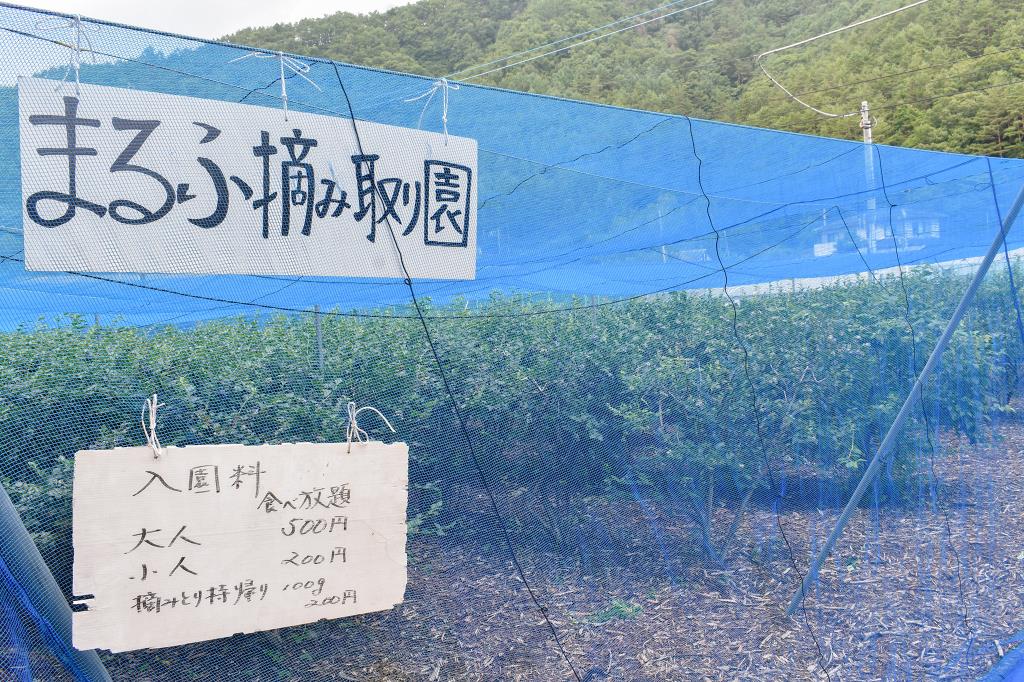 渡辺まるふ摘み取り園 鳴沢村 観光農園・フルーツ狩り 5