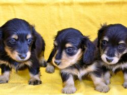 愛犬ハウスタカノ 南アルプス市 ペットショップ 2