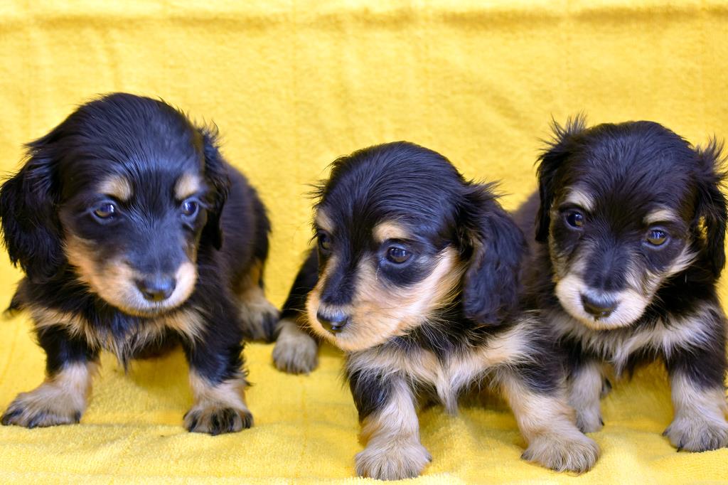 愛犬ハウスタカノ 南アルプス市 ペットショップ 2