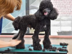 愛犬ハウスタカノ 南アルプス市 ペットショップ 4