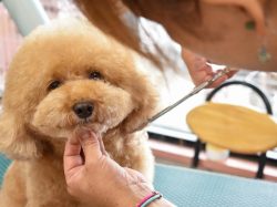 愛犬ハウスタカノ 南アルプス市 ペットショップ 3