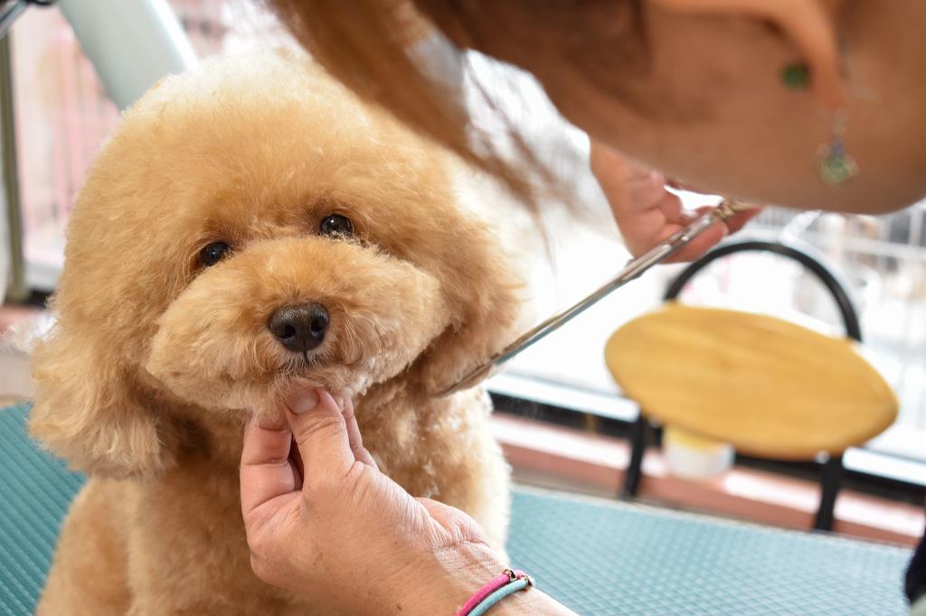 愛犬ハウスタカノ 南アルプス市 ペットショップ 3