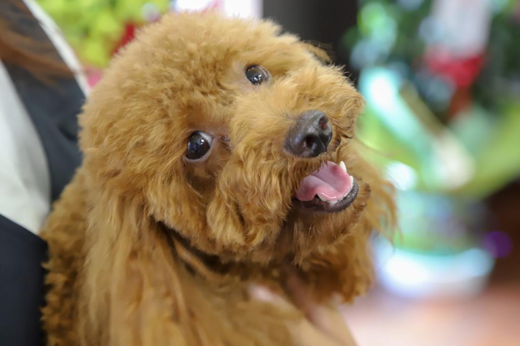 pet salon COCO 昭和町 ペット トリミング 4