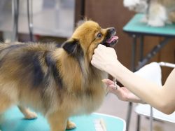 pet salon COCO 昭和町 ペット トリミング 3