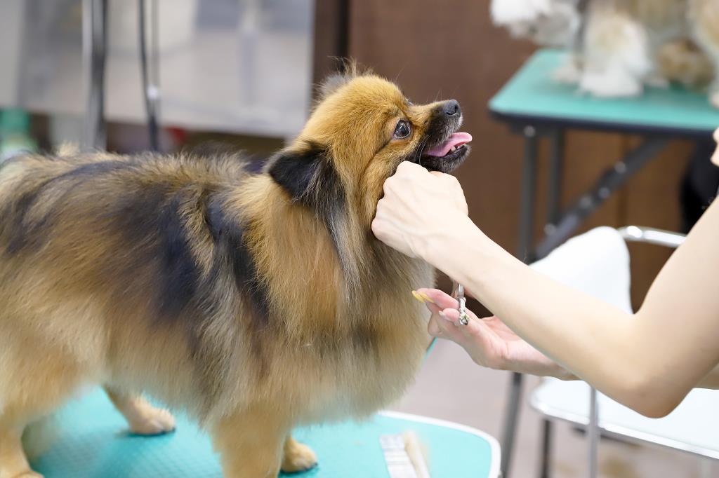 pet salon COCO 昭和町 ペット トリミング 3
