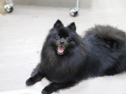 pet salon COCO 昭和町 ペット トリミング 5