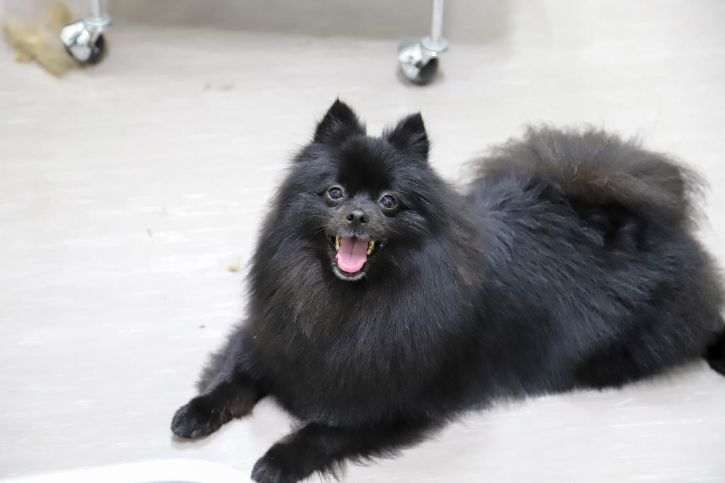pet salon COCO 昭和町 ペット トリミング 5