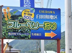 ブルーベリー摘み取り体験 臼田和地区 鳴沢村 観光農園・フルーツ狩り 1