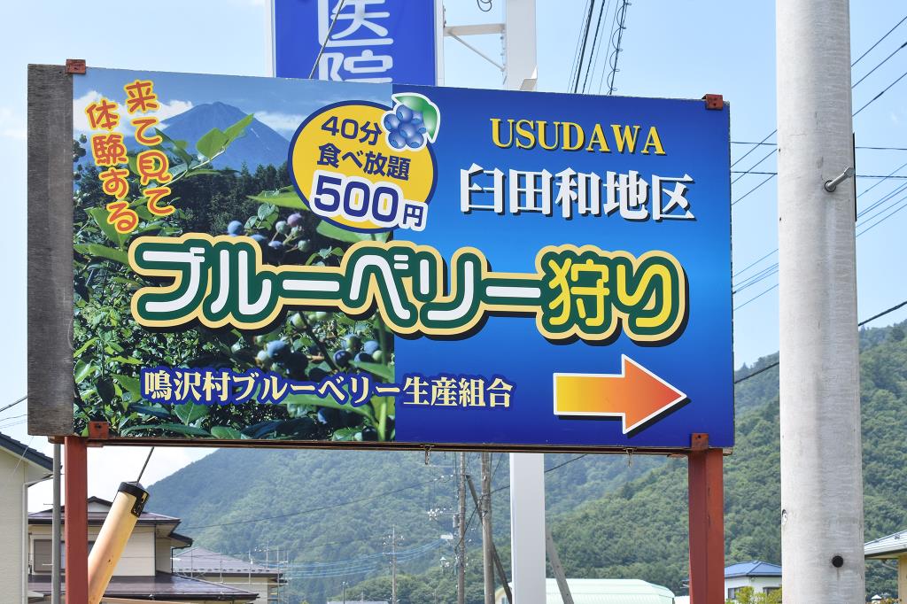 ブルーベリー摘み取り体験 臼田和地区 鳴沢村 観光農園・フルーツ狩り 1