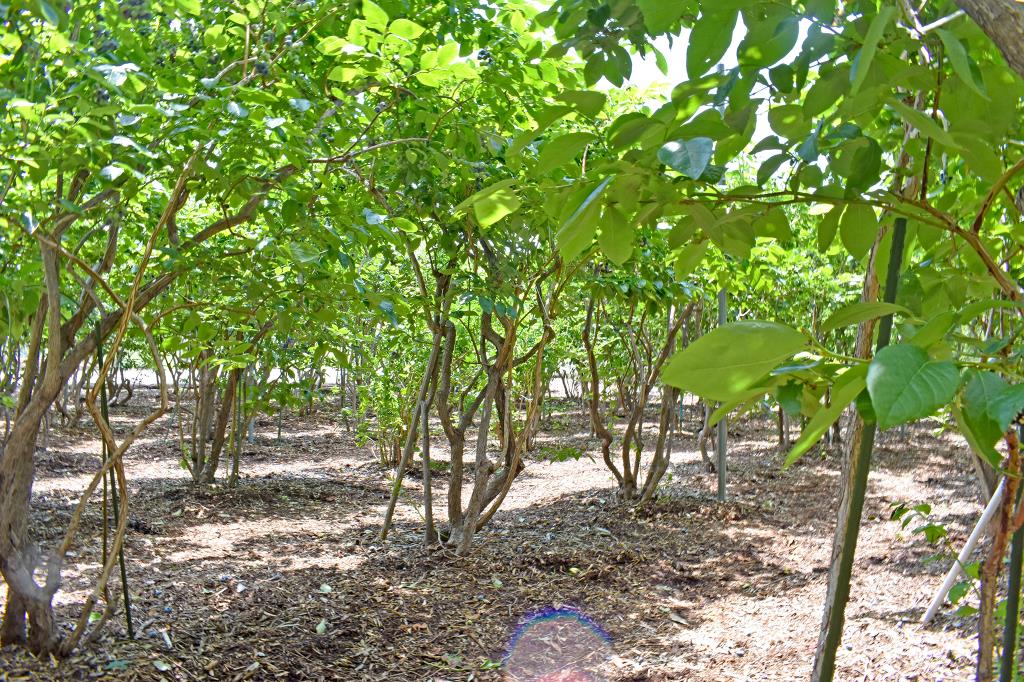 ブルーベリー摘み取り体験 臼田和地区 鳴沢村 観光農園・フルーツ狩り 4