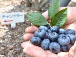 ブルーベリー摘み取り体験 臼田和地区 鳴沢村 観光農園・フルーツ狩り 5