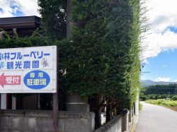 小林ブルーベリー観光農園