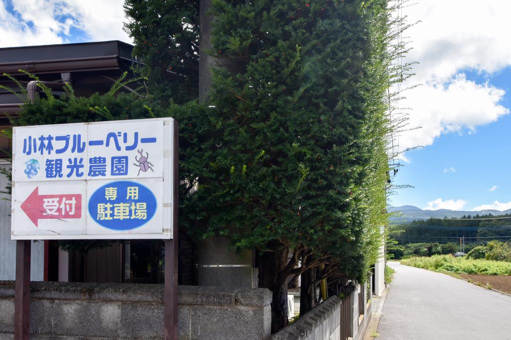 小林ブルーベリー観光農園 鳴沢村 観光農園・フルーツ狩り 1