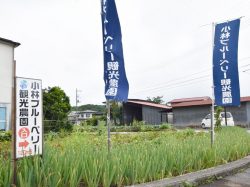 小林ブルーベリー観光農園 鳴沢村 観光農園・フルーツ狩り 5