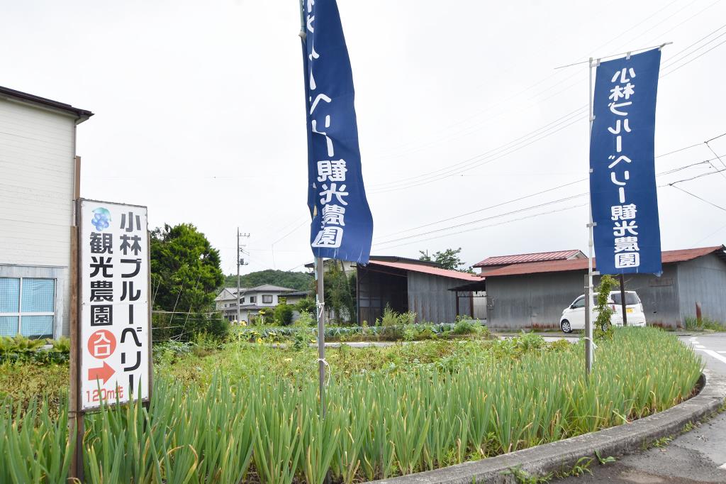 小林ブルーベリー観光農園 鳴沢村 観光農園・フルーツ狩り 5