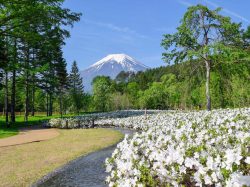 忍野しのびの里 忍野村 テーマパーク・体験施設・名所 4