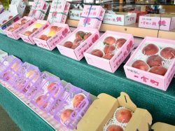 赤尾観光農園 笛吹市 一宮町 観光農園 フルーツ狩り レジャー 3