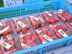 ひじかた洋蘭園 いちご園 甲府 観光農園・フルーツ狩り