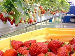 石和いちご館青柳 笛吹市 観光農園 フルーツ狩り