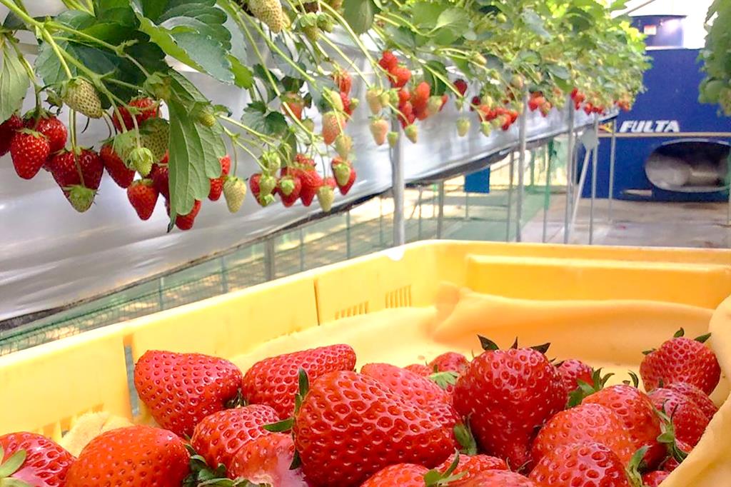 石和いちご館青柳 笛吹市 観光農園 フルーツ狩り