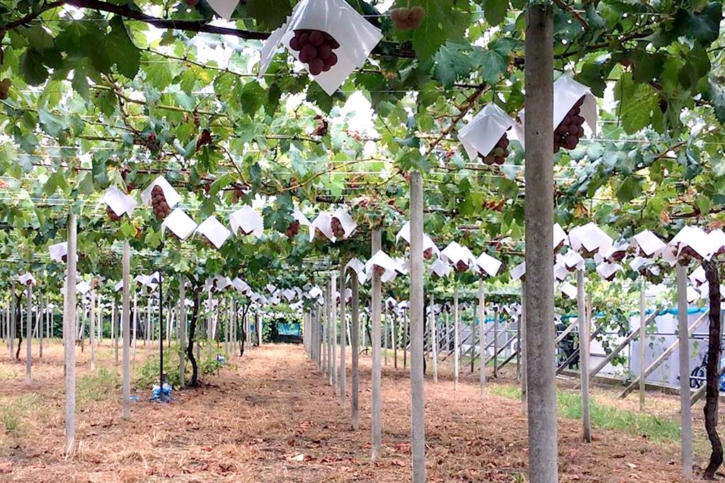 石和いちご館青柳 笛吹市 観光農園 フルーツ狩り