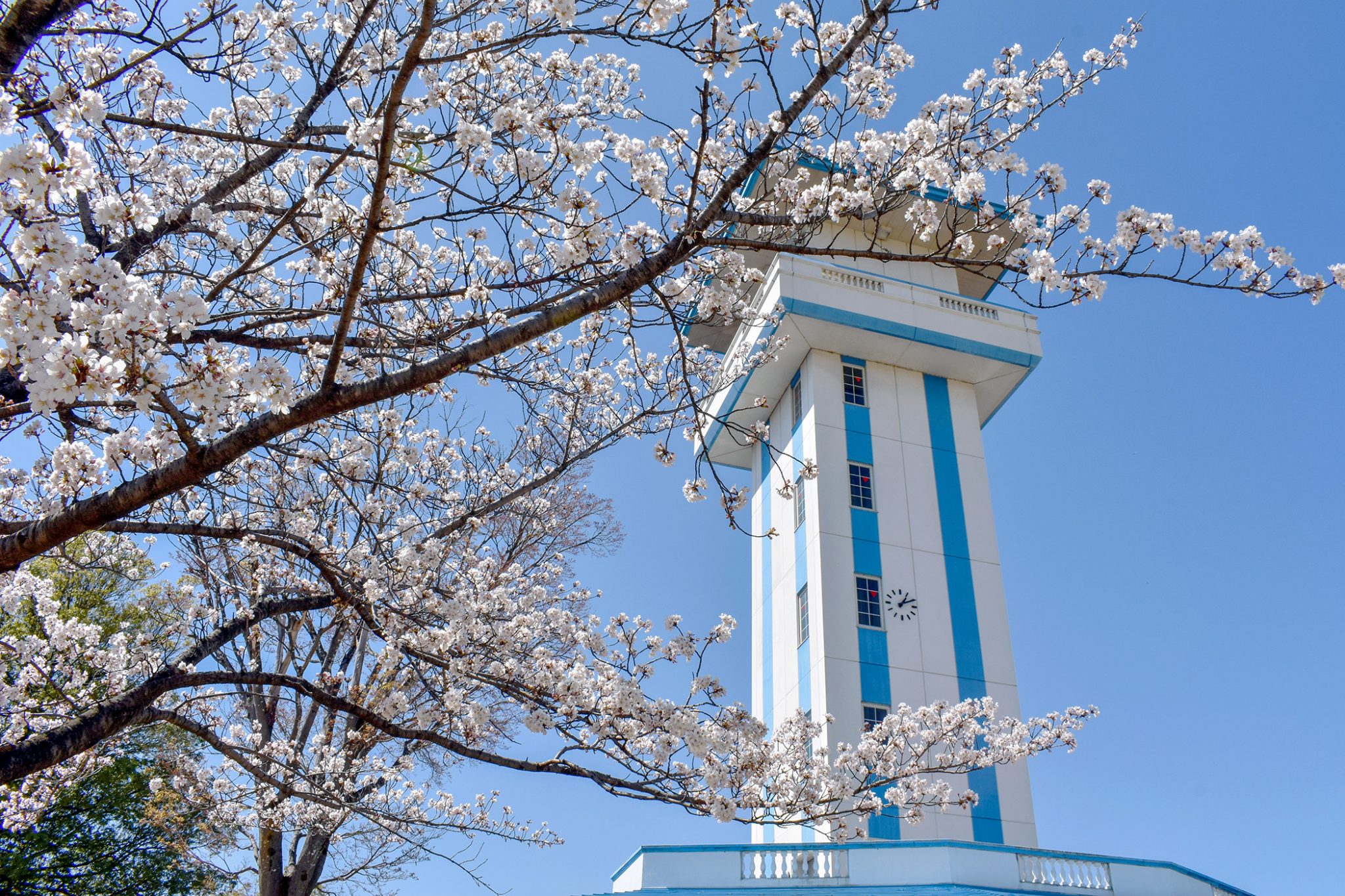 ドラゴンパークの桜