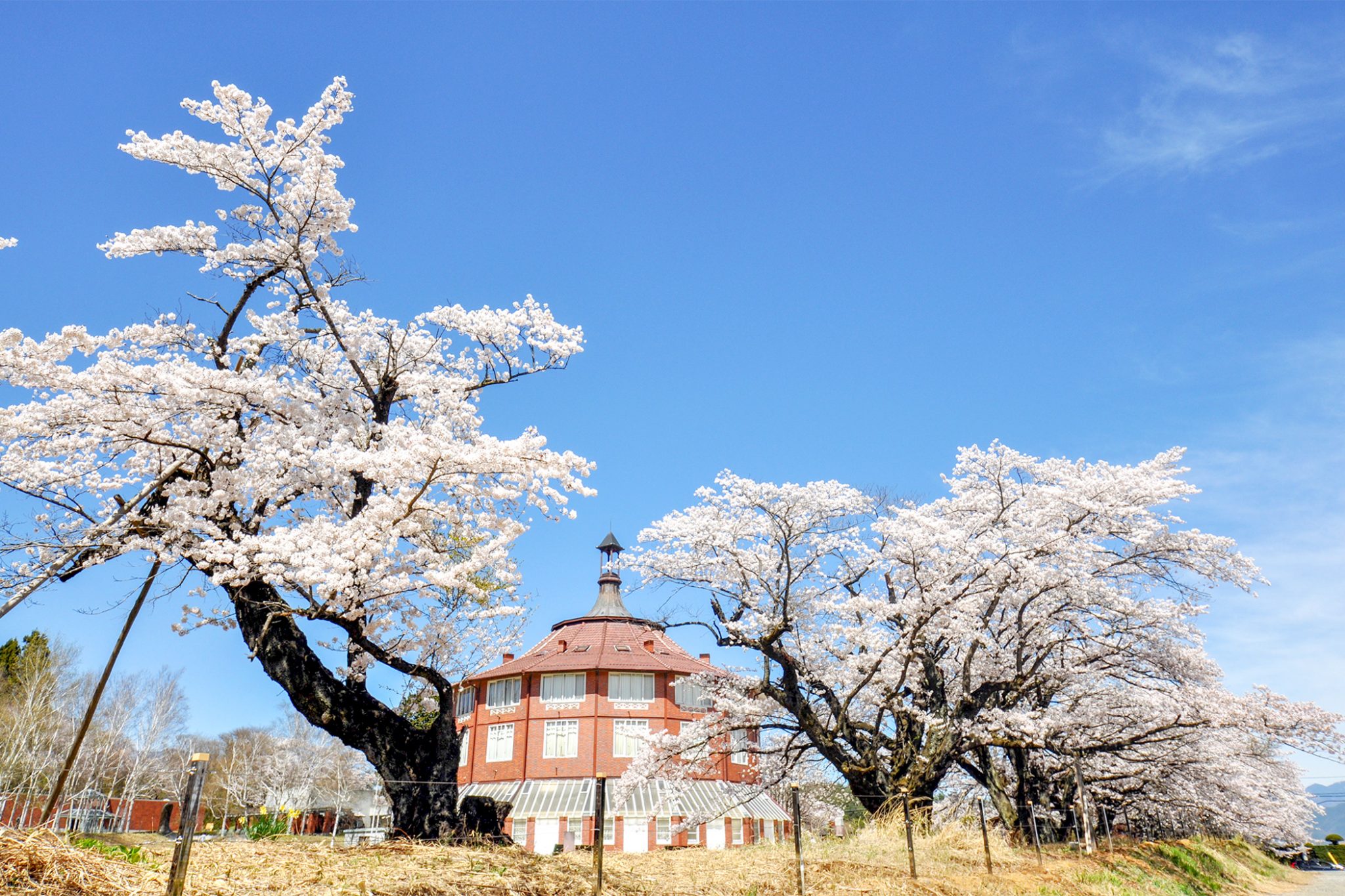 清春芸術村の桜 写真1