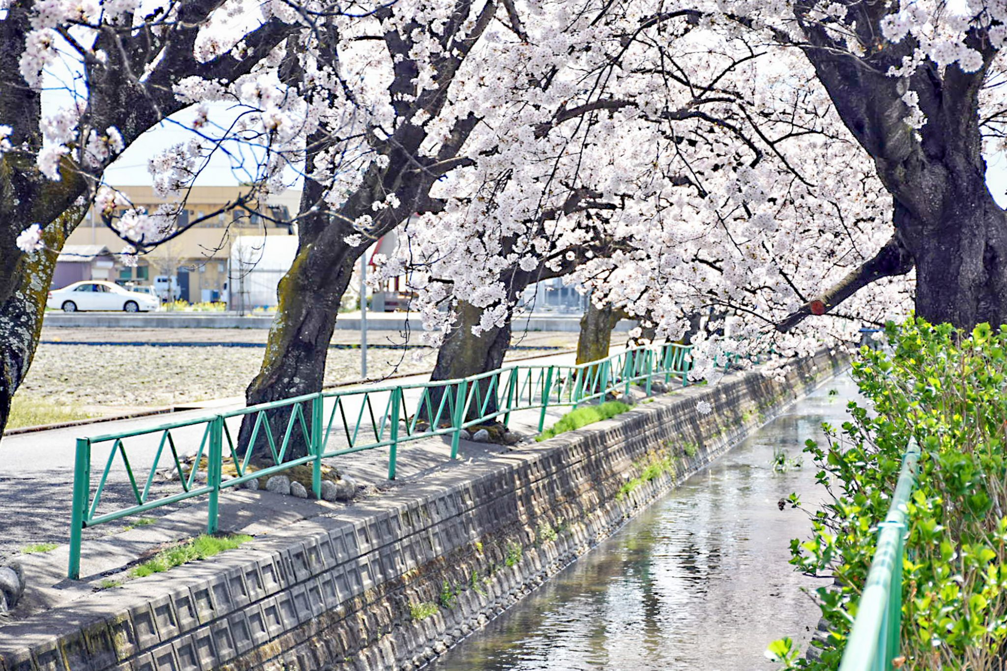 山伏川の桜並木の桜 写真1