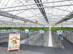 こまざわフルーツファーム 笛吹市 観光農園・フルール狩り