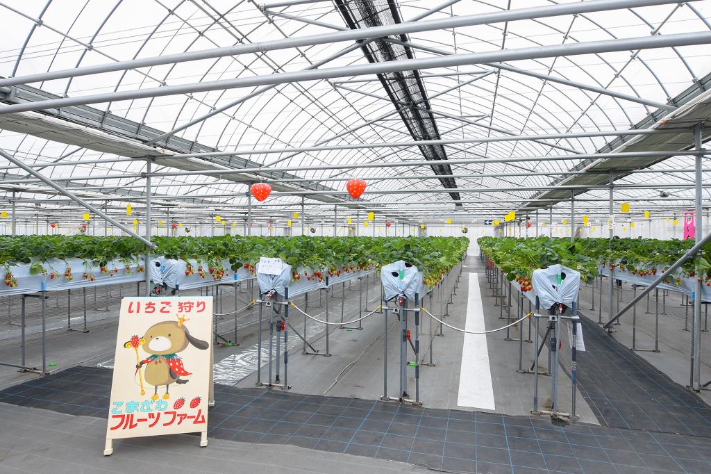 こまざわフルーツファーム 笛吹市 観光農園・フルール狩り