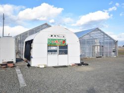 新海ファーム 中央市 観光農園・フルーツ狩り