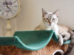 Le chateau des chats 甲府 猫カフェ4