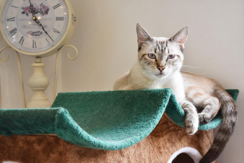 Le chateau des chats 甲府 猫カフェ4