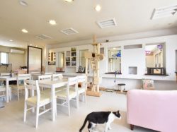 Le chateau des chats 甲府 猫カフェ3